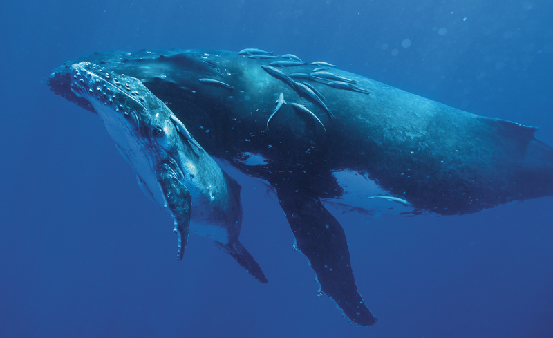 Illustration for article titled These beautiful portraits of whales will make you weep at the wonder of the universe (no, really)